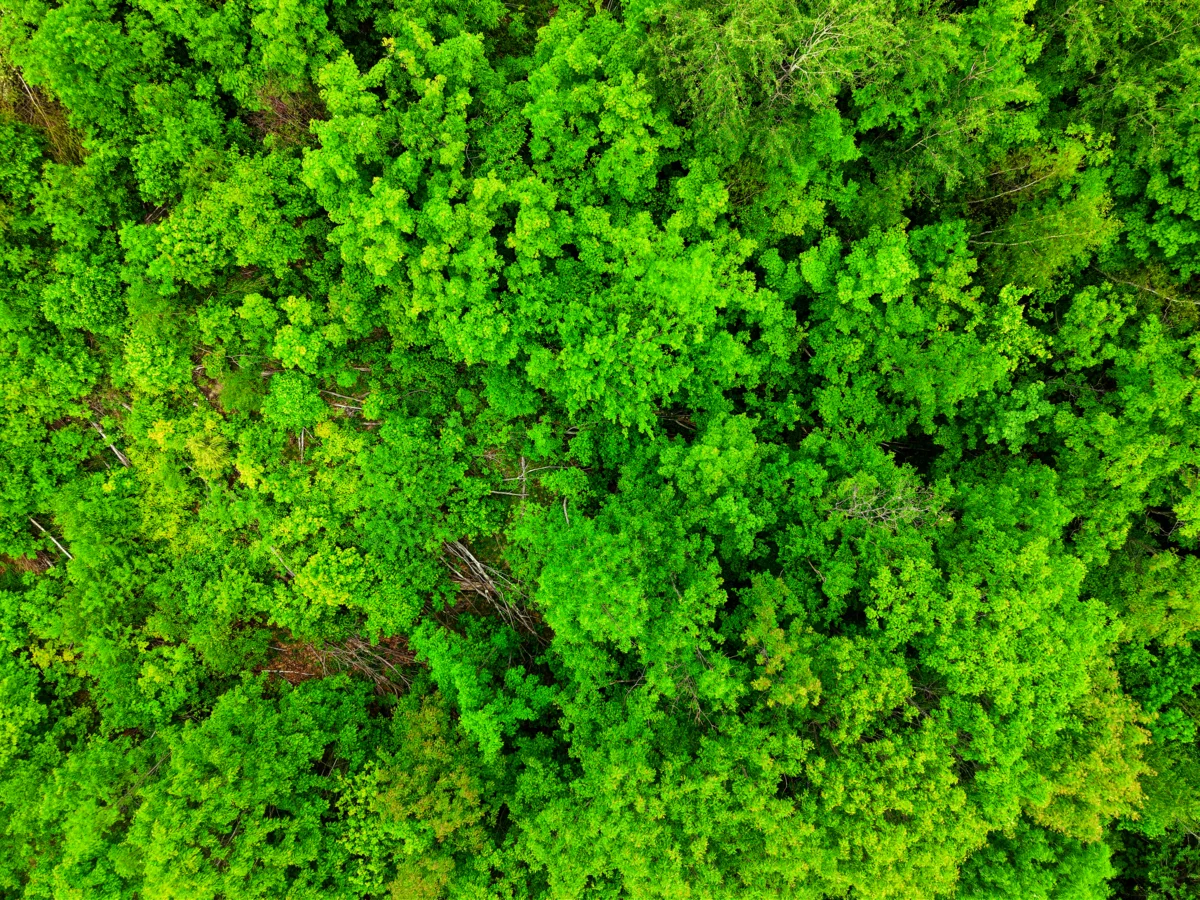 Top-down aerial drone view of a lush green forest canopy in southern Vermont